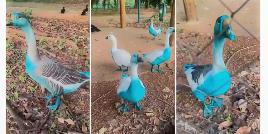 jundiai-apura-vazamento-de-corante-que-tingiu-aves-em-parque