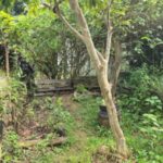 em-guadalupe,-as-“hortas-crioulas”-ensinam-sobre-o-clima-em-um-ambiente-solidario