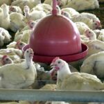 agricultura-confirma-caso-de-gripe-aviaria-em-municipio-do-rs