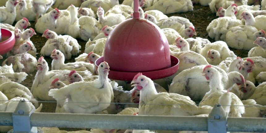 agricultura-confirma-caso-de-gripe-aviaria-em-municipio-do-rs