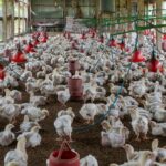 gripe-aviaria-no-brasil:-uma-politica-de-saude-unica-nao-pode-mais-esperar!