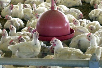 china,-ue-e-argentina-suspendem-compras-de-carne-de-frango-do-brasil