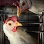 fao:-caso-de-gripe-aviaria-no-brasil-marca-nova-etapa-do-virus