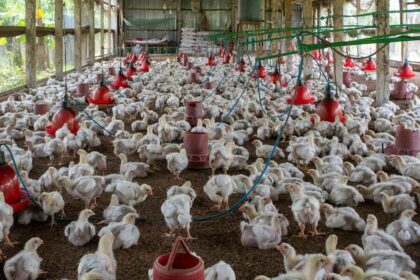 gripe-aviaria-no-brasil:-uma-politica-de-saude-unica-nao-pode-mais-esperar!