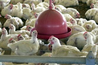gripe-aviaria:-tire-suas-duvidas-sobre-doenca-que-afeta-aves