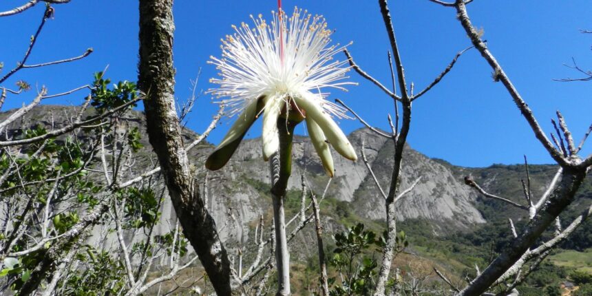 estudo-em-morros-do-sudeste-encontra-especies-resistentes-ao-calor