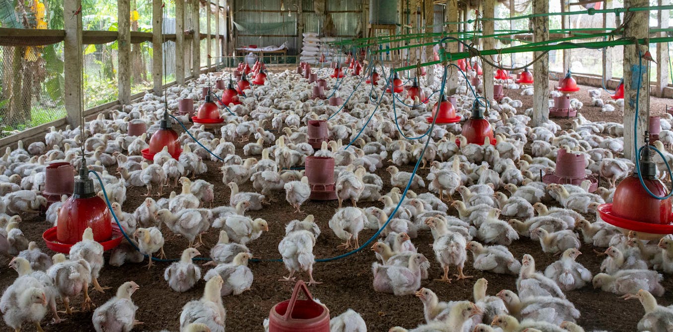 gripe-aviaria-no-brasil:-uma-politica-de-saude-unica-nao-pode-mais-esperar!