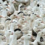 mortes-de-gansos-e-patos-em-zoologico-no-rs-foram-por-gripe-aviaria