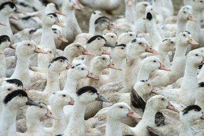 mortes-de-gansos-e-patos-em-zoologico-no-rs-foram-por-gripe-aviaria