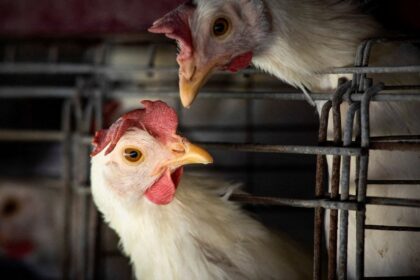 gripe-aviaria:-brasil-confirma-dois-focos-e-investiga-seis-casos