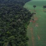 tropicos-registram-perda-recorde-de-floresta-primaria