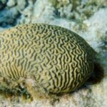 recifes-de-coral-de-tobago-se-preparam-para-“ameaca-iminente”