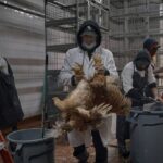 sem-vigilancia-integrada-e-constante,-nao-ha-resposta-eficaz-contra-a-gripe-aviaria
