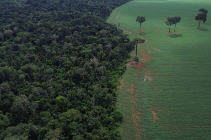 tropicos-registram-perda-recorde-de-floresta-primaria