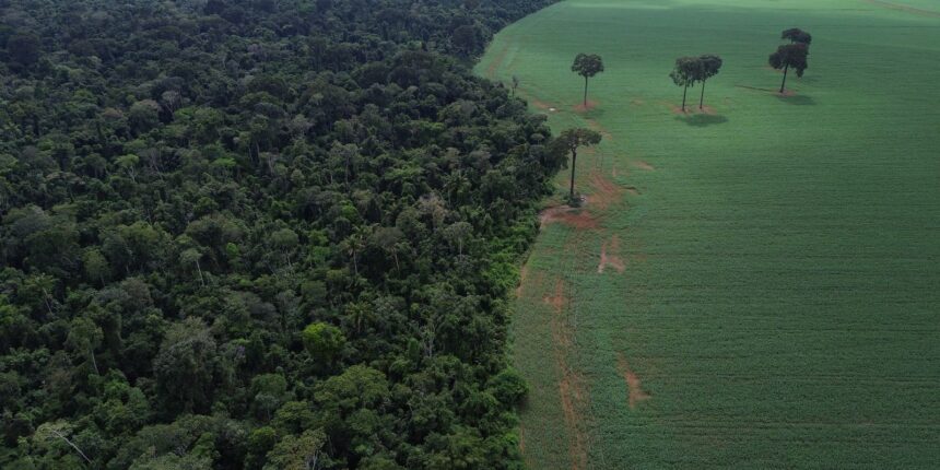 tropicos-registram-perda-recorde-de-floresta-primaria