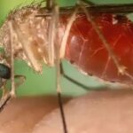 rio-confirma-mais-duas-mortes-por-febre-do-oropouche