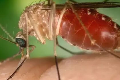 rio-confirma-mais-duas-mortes-por-febre-do-oropouche