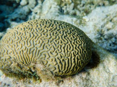 recifes-de-coral-de-tobago-se-preparam-para-“ameaca-iminente”