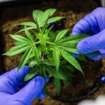 cultivo-de-cannabis-medicinal-pelo-agronegocio-e-destaque-em-congresso