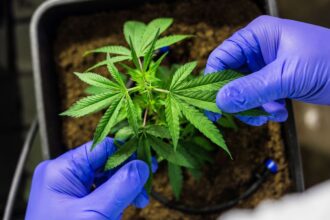 cultivo-de-cannabis-medicinal-pelo-agronegocio-e-destaque-em-congresso