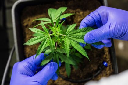 cultivo-de-cannabis-medicinal-pelo-agronegocio-e-destaque-em-congresso