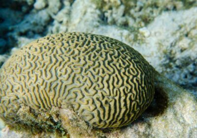 recifes-de-coral-de-tobago-se-preparam-para-“ameaca-iminente”