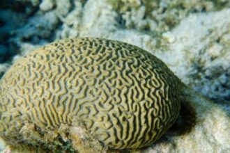 recifes-de-coral-de-tobago-se-preparam-para-“ameaca-iminente”