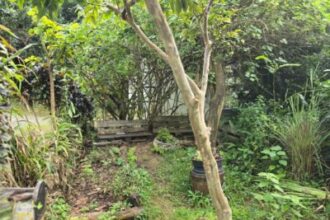 em-guadalupe,-as-“hortas-crioulas”-ensinam-sobre-o-clima-em-um-ambiente-solidario