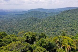 instituto-lanca-edital-para-projetos-que-protejam-a-amazonia
