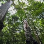 caminhos-da-reportagem-mostra-resgate-de-frutas-da-mata-atlantica