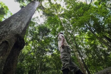 caminhos-da-reportagem-mostra-resgate-de-frutas-da-mata-atlantica