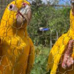 captura-e-domesticacao-colocam-animais-silvestres-em-risco
