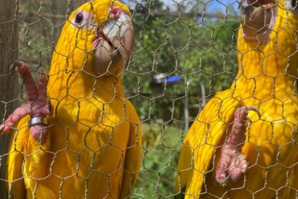 captura-e-domesticacao-colocam-animais-silvestres-em-risco