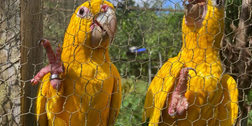 captura-e-domesticacao-colocam-animais-silvestres-em-risco
