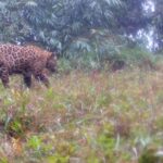 projeto-do-icmbio-mapeia-23-genomas-com-detalhamento-sobre-especies