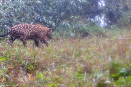 projeto-do-icmbio-mapeia-23-genomas-com-detalhamento-sobre-especies