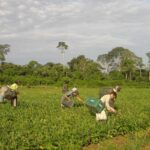 produtores-afetados-por-estiagem-no-rs-podem-renegociar-credito-rural