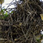rio:-cameras-vao-possibilitar-um-levantamento-mais-detalhado-da-fauna