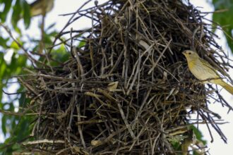 rio:-cameras-vao-possibilitar-um-levantamento-mais-detalhado-da-fauna