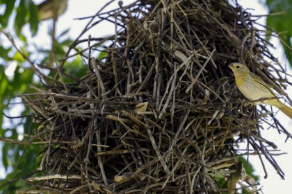 rio:-cameras-vao-possibilitar-um-levantamento-mais-detalhado-da-fauna