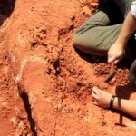 fossil-descoberto-no-brasil-lanca-luz-sobre-origem-dos-dinossauros