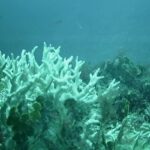 edital-do-bndes-destina-r$-43-milhoes-para-protecao-de-ilhas-oceanicas