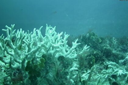 edital-do-bndes-destina-r$-43-milhoes-para-protecao-de-ilhas-oceanicas