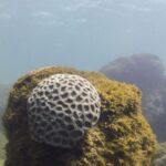 unesco-reconhece-projeto-brasileiro-que-busca-preservar-corais-em-pe