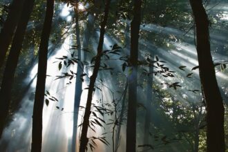 veiculos-da-ebc-exibem-filmes-sobre-preservacao-e-sustentabilidade