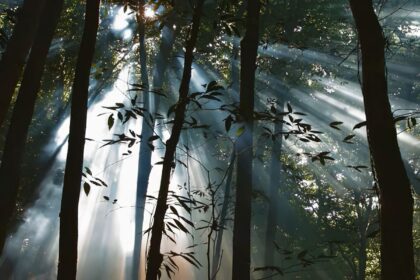 veiculos-da-ebc-exibem-filmes-sobre-preservacao-e-sustentabilidade