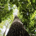 potencial-de-credito-de-carbono-na-amazonia-legal-passa-de-us$-10-bi