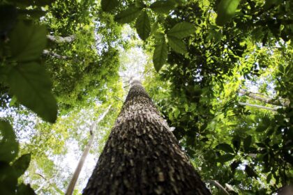 potencial-de-credito-de-carbono-na-amazonia-legal-passa-de-us$-10-bi