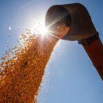 brasil-podera-ter-novo-recorde-na-producao-de-graos-na-safra-2024/2025