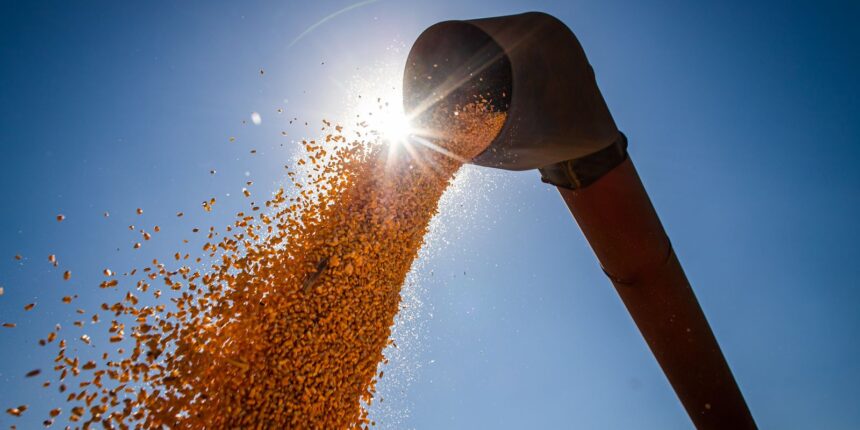 brasil-podera-ter-novo-recorde-na-producao-de-graos-na-safra-2024/2025